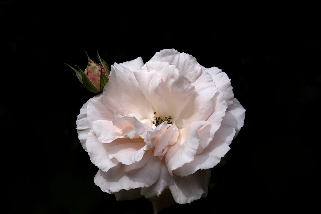 rode rozen roos rosa flora natuur bloem bloemen cultivars cultivar fleurop rosaceae tuin rozentuin valentijn valentijsdag romantiek liefde merci